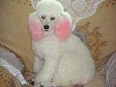 Ϊʲôʺ