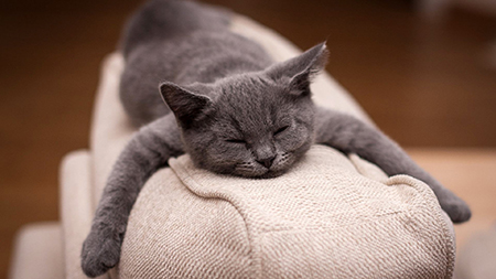 ȵǳӪƷ˽ ΢ԪضԳ